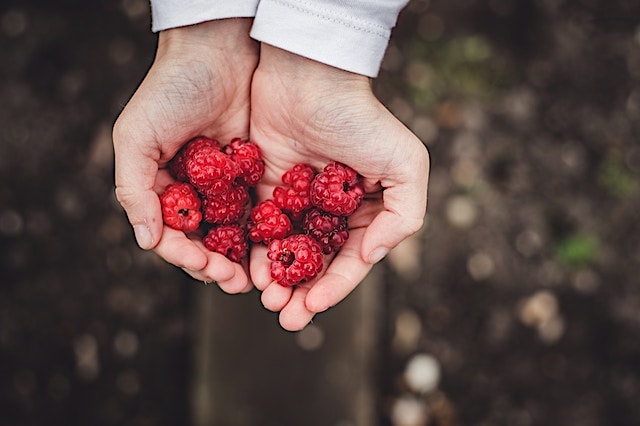 person holding raspberries. 