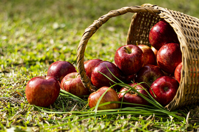 a basket of apples- a fall favorite.