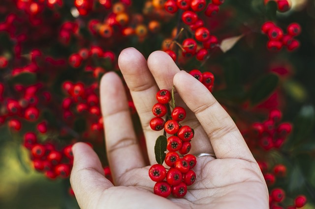 woman's hand with cranberries. 